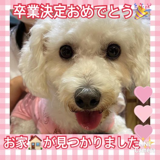 【運命の赤い糸見～つけた💓ビションフリーゼのナナミツちゃん💕】2022,10,7